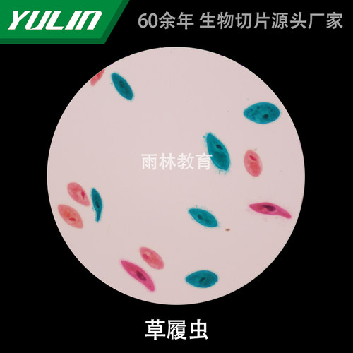 雨林生物切片微生物细菌显微镜