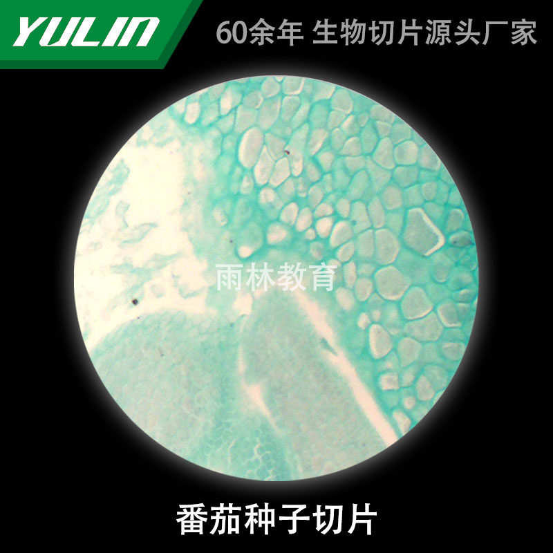 番茄种子切片生物显微镜标本切片动物植物细胞载玻片观察实验高校