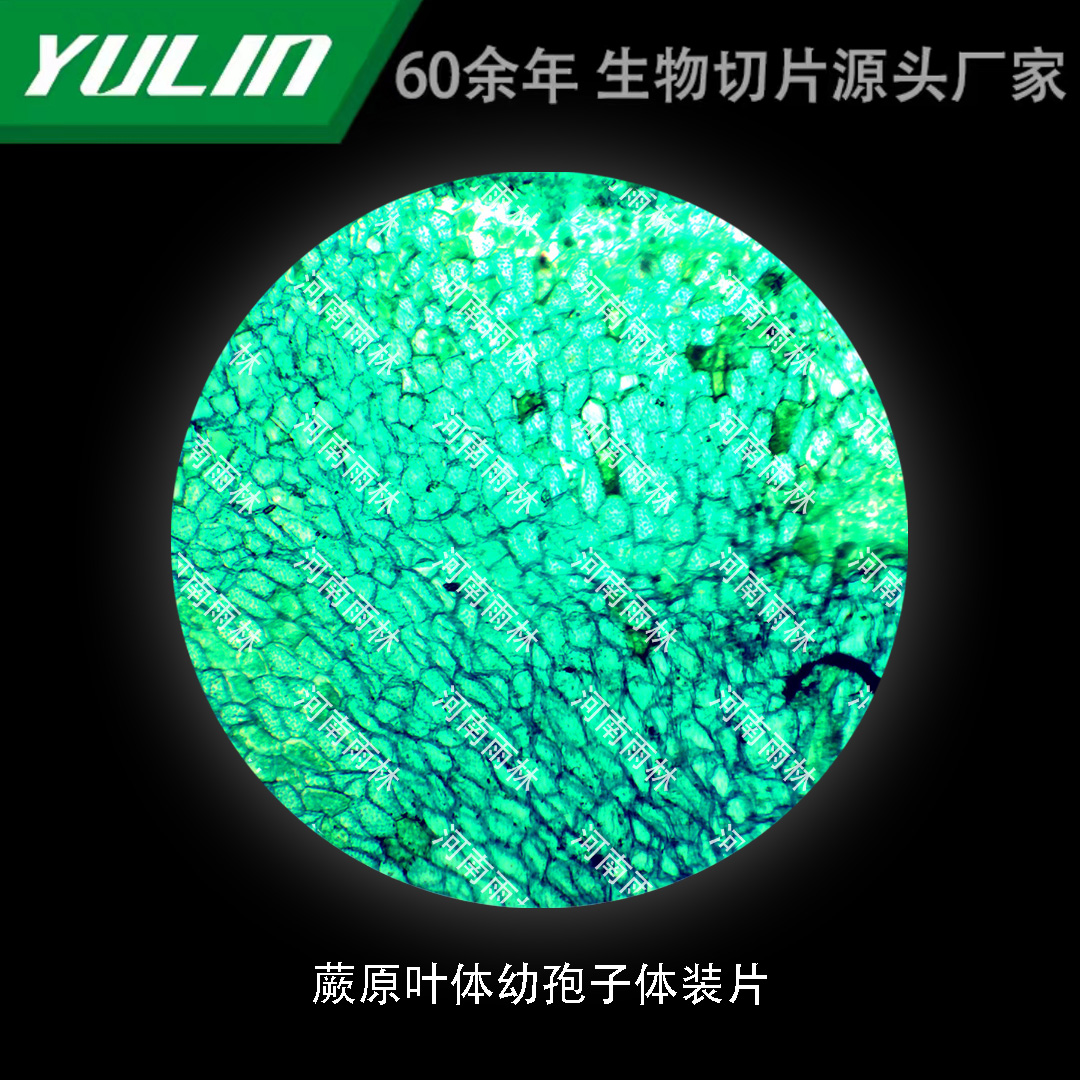 蕨原叶体幼孢子体装片生物标本切片动植物细胞载玻片观察实验高校
