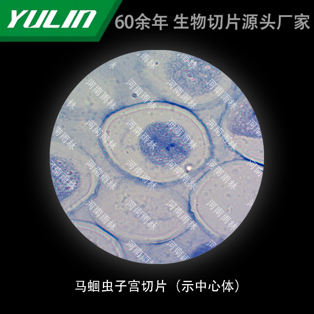 马蛔虫子宫切片(示中心体)生物标本切片动植物细胞观察实验高校