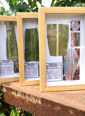 玉米南方锈病标本框植物病害