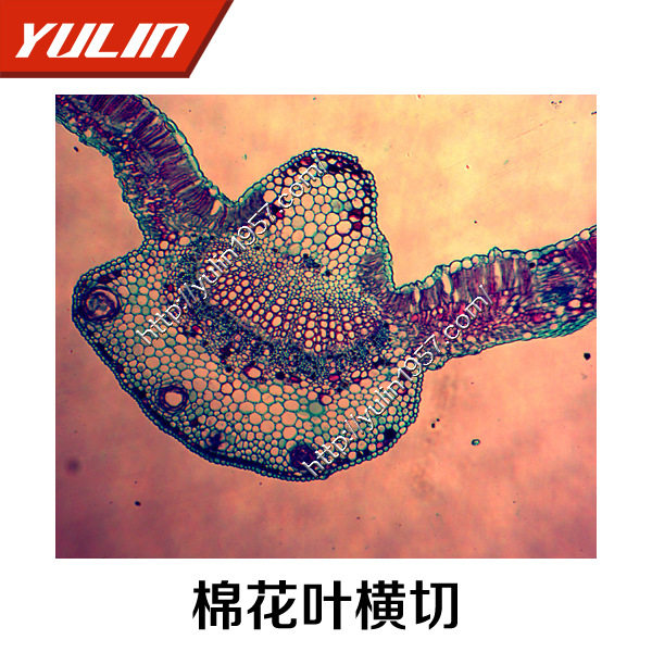 教学仪器 棉花叶横切棉花下表皮装片 切片标本 植物生物玻片