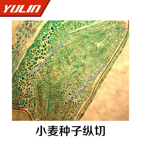 雨林生物切片小麦种子纵切叶下表皮装片根茎节间纵横切初生结构