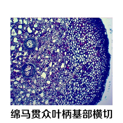 紫萁绵马贯众叶柄基部横切中草药