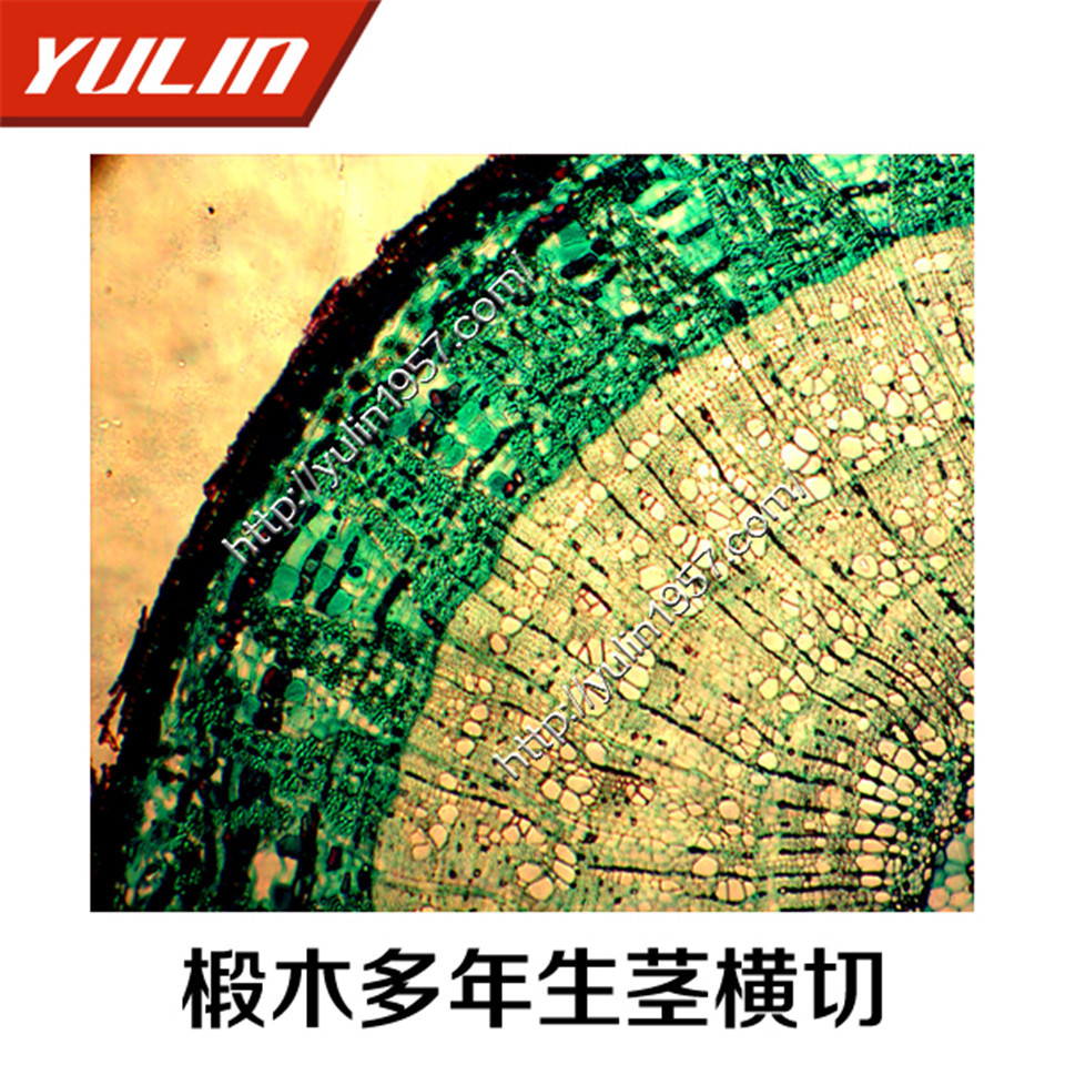 椴木一二三多年生茎横切高等院校生物显微玻片专本科生物玻片雨林