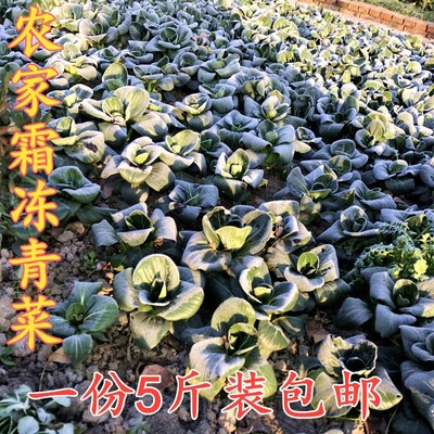 霜冻青菜苏北农家自种苏州青矮脚菜太湖菜顺丰包邮