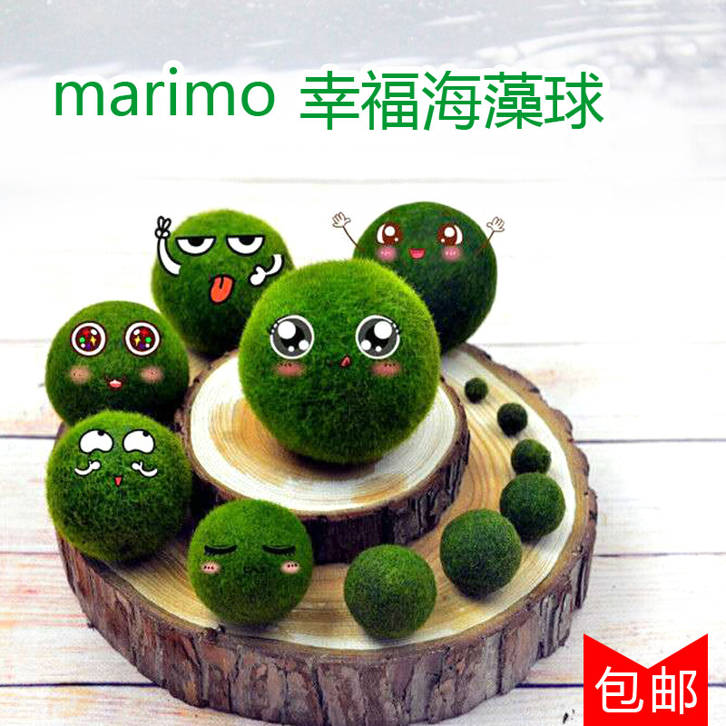 marimo幸福海藻球 观赏活体真水草  微景观生态瓶 水族箱水培植物