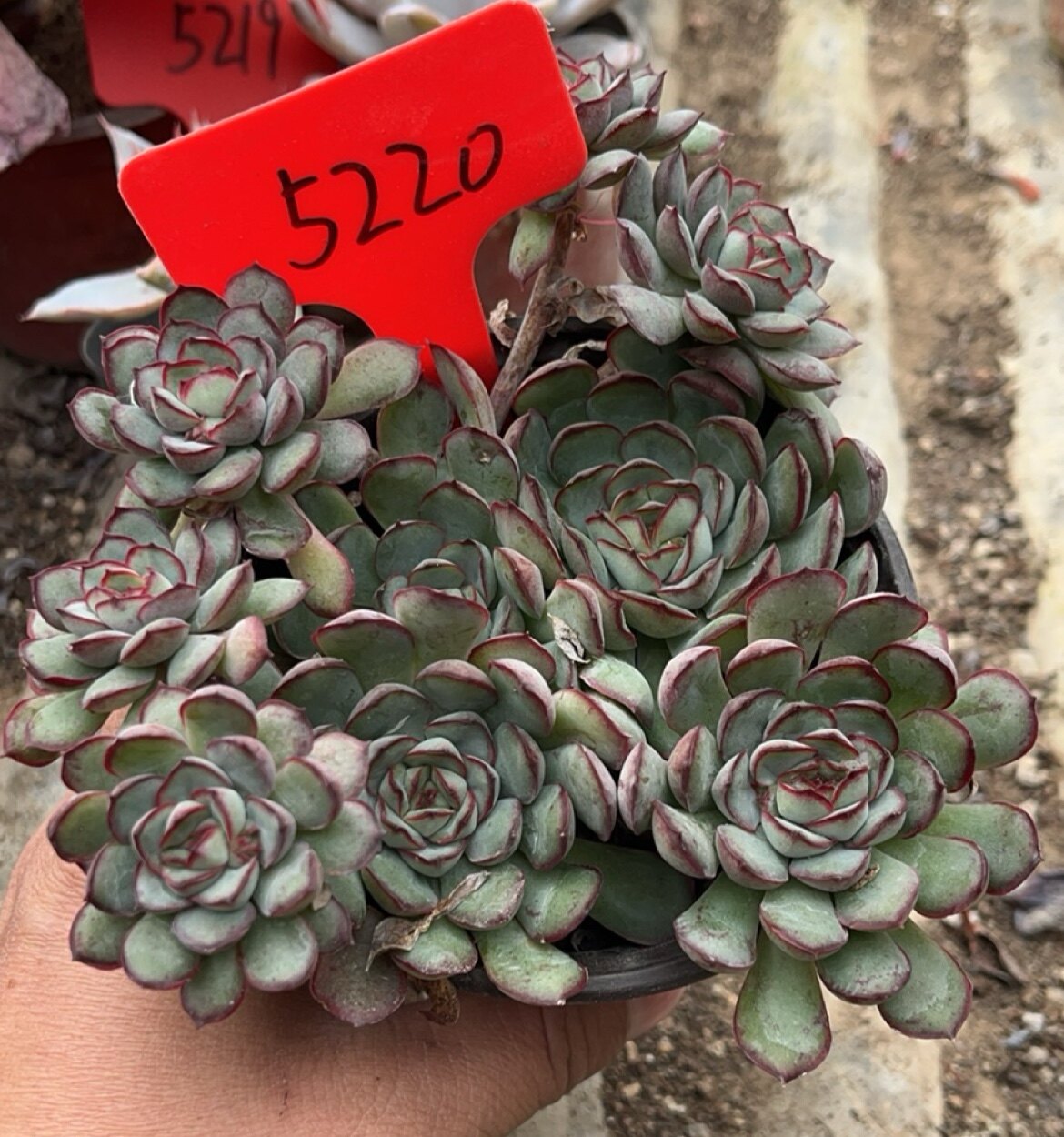 梦幻女王群生5220#约12cm一物一拍满18包邮多肉植物盆栽绿植