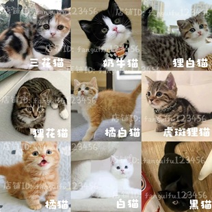 中华田园猫猫咪活体土猫捕鼠猫家猫橘白猫橘猫狸猫土猫黑猫奶牛猫
