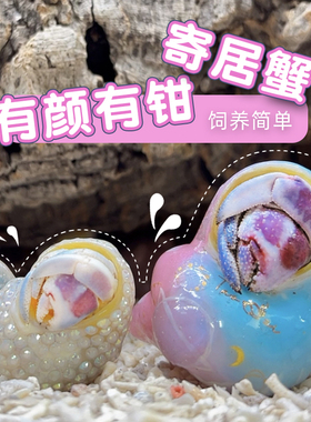 中小号寄居蟹活体组合装 陆生寄居蟹 新手套装组合蟹