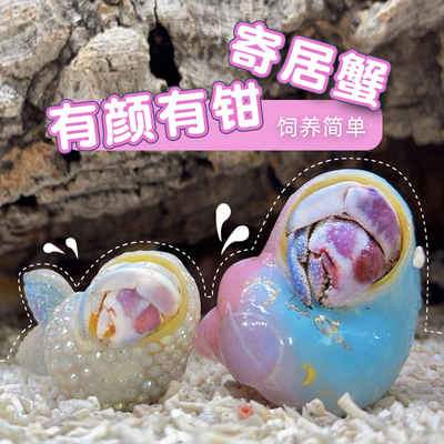 中小号新手组合装陆生寄居蟹活体