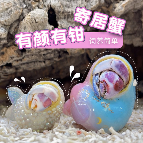中小号新手组合装陆生寄居蟹活体