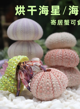 寄居蟹装饰海胆海星～造景装饰可食用补钙营养可爱造型粉色额紫色