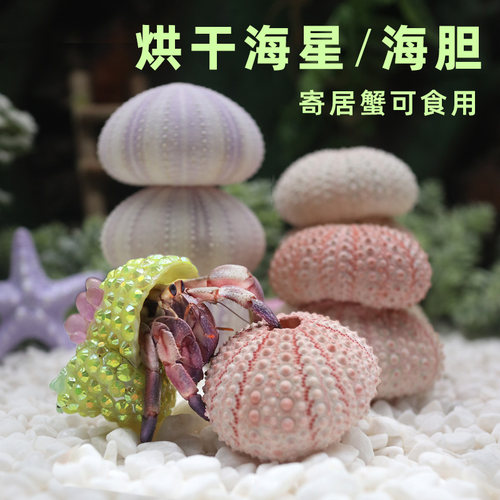 寄居蟹装饰海胆海星造景装饰