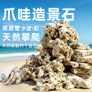 寄居蟹爪哇造景石头攀爬 天然碳酸钙干岩石 深水盆缸垫脚石