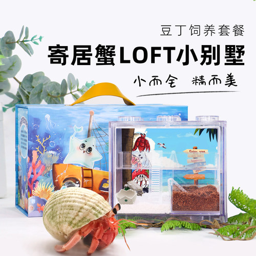 豆丁寄居蟹饲养套餐高透积木盒