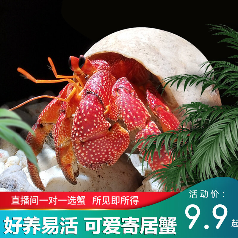 陆生易养草莓灰白寄居蟹淡水观赏蟹活体懒人宠物螃蟹顺丰包邮包活在类目 宠物/宠物食品及用品, 水族世界, 蟹中 - 来自Buy2taobao.com提供专业的淘宝代购服务