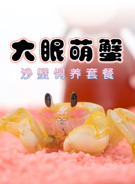 沙蟹活体及饲养套装大眼萌蟹