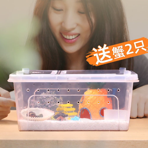 寄居蟹活体饲养盒套餐大中小套餐