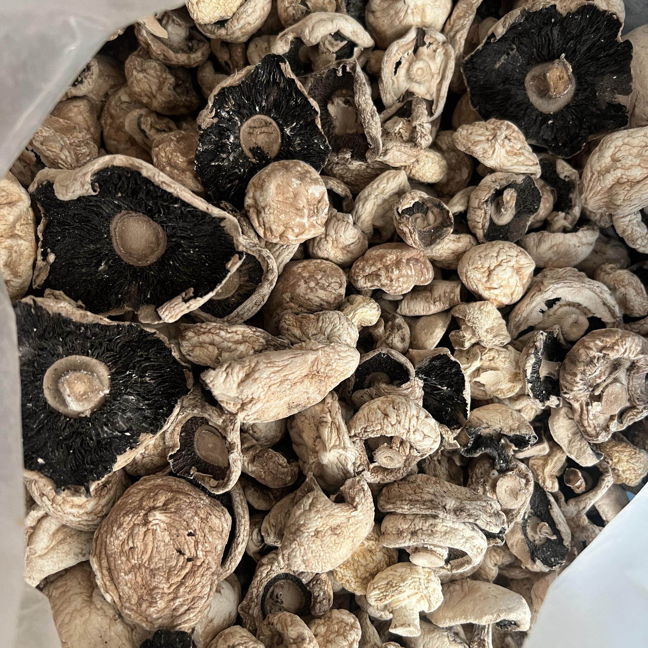 优质张家口口蘑精选 坝上草原白口蘑口蘑食用菌干货蘑菇张北特产