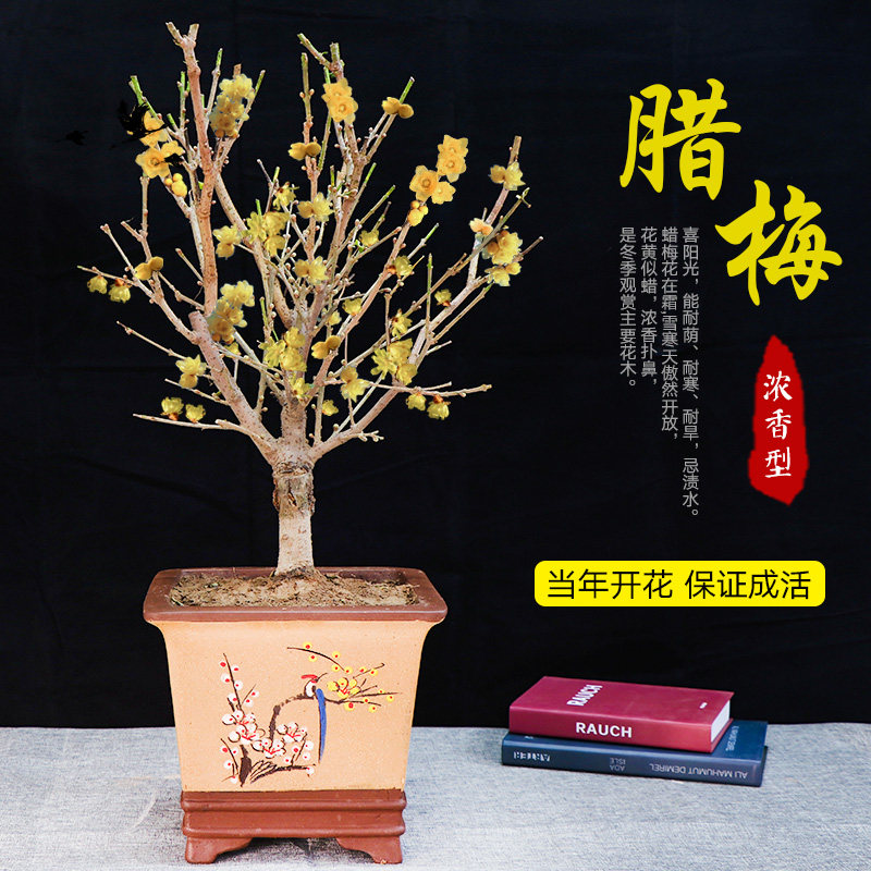 嫁接原生素心腊梅树苗独杆老桩梅花庭院耐寒浓香型花卉盆景盆栽