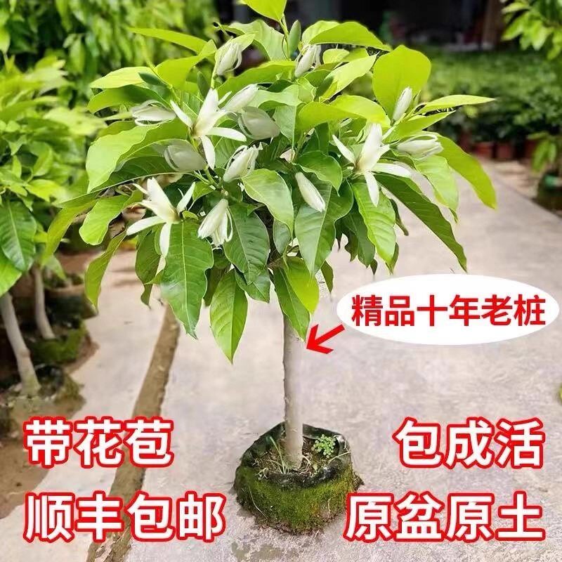 嫁接白兰花苗盆栽黄兰花树苗黄桷兰浓香阳台庭院多季绿植当年开花
