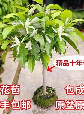 嫁接白兰花苗盆栽黄兰花树苗黄桷兰浓香阳台庭院多季绿植当年开花