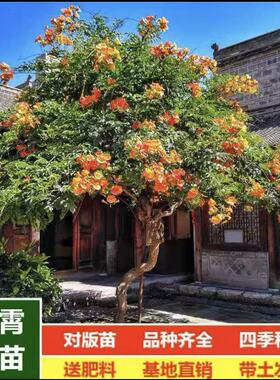美国凌霄花苗树苗造型盆景盆栽地栽藤植物耐寒庭院老桩凌霄花攀援