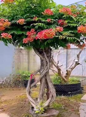 凌霄花苗爬藤植物庭院耐寒藤本花卉攀援植物老桩花卉炮仗花凌霄花