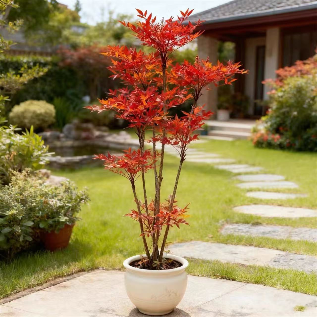 火焰南天竹盆栽庭院植物苗木长青