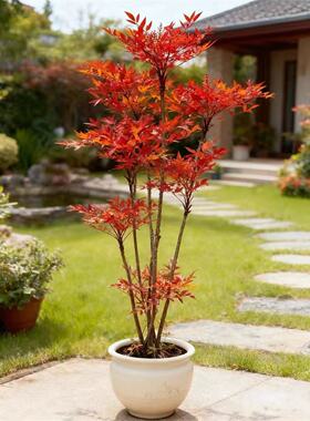 火焰南天竹盆栽庭院别墅室内耐寒红叶植物四季常青绿化苗木好养活