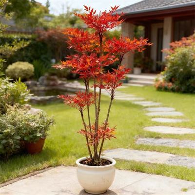 火焰南天竹盆栽庭院植物苗木长青