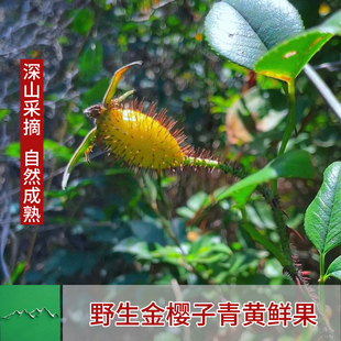 深山现摘野生新鲜野生金樱子泡酒中药材青黄果散装鲜果当季果泡酒