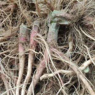 新鲜野苋菜根红梗刺苋菜根刺苋根刺头刺笕菜苋菜头刺簕头根500克