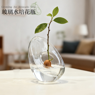 牛油果造型水培花瓶牛油果核种子种植养成容器器皿花瓶花艺软装