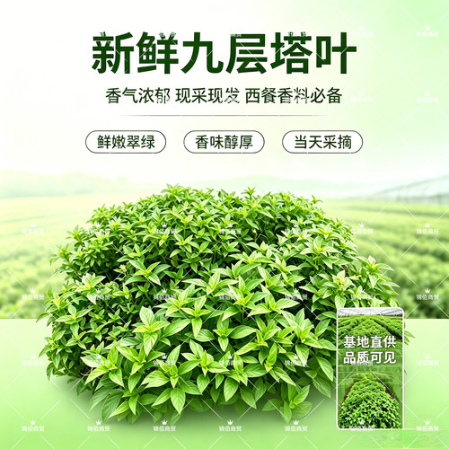九层塔食用新鲜台湾金不换冬阴功香料菜食材潮汕香料罗勒叶打抛叶