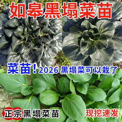 如皋特产黑塌菜种子移栽秧苗