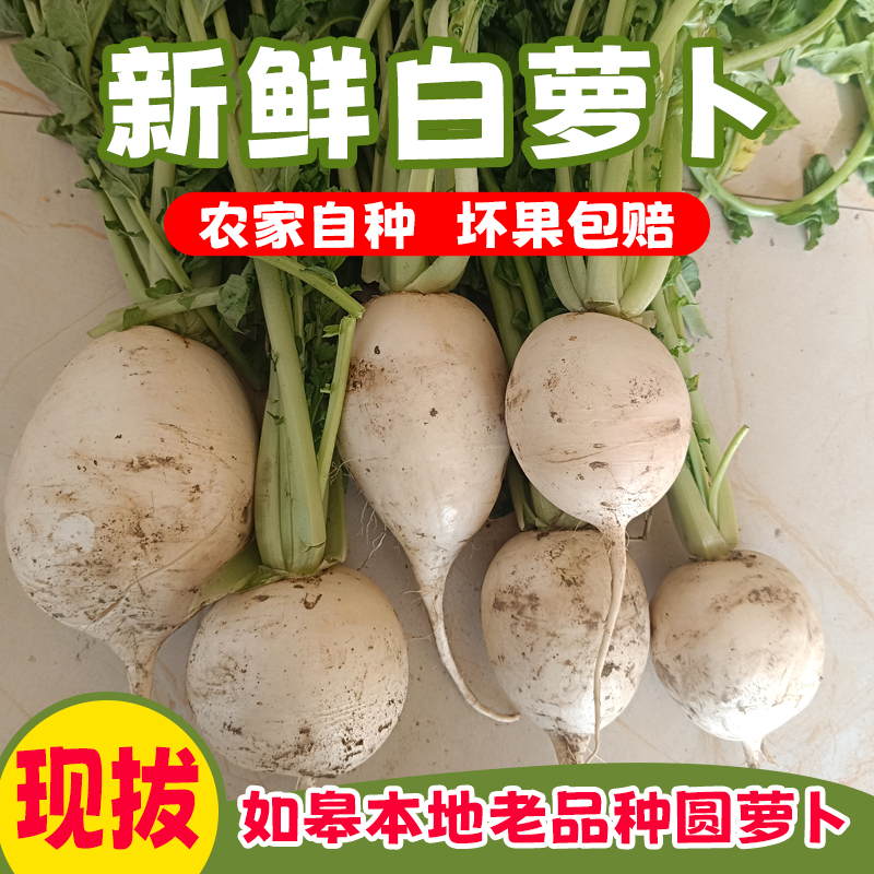 如皋农村老品种新鲜圆白萝卜露天