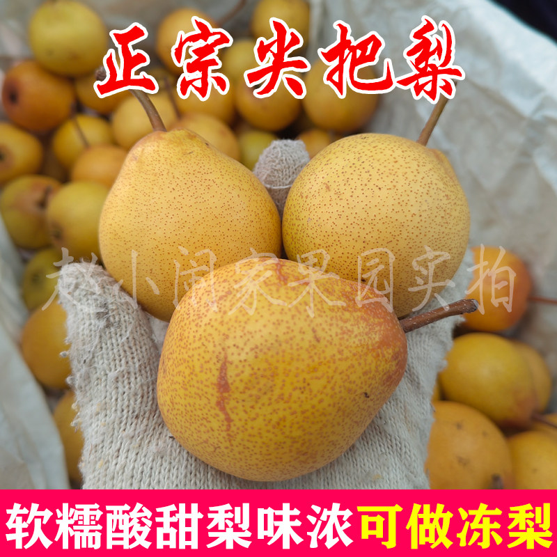正宗尖把梨东北特产秋子梨孕妇酸甜软梨葫芦小酸梨可做冻梨包邮