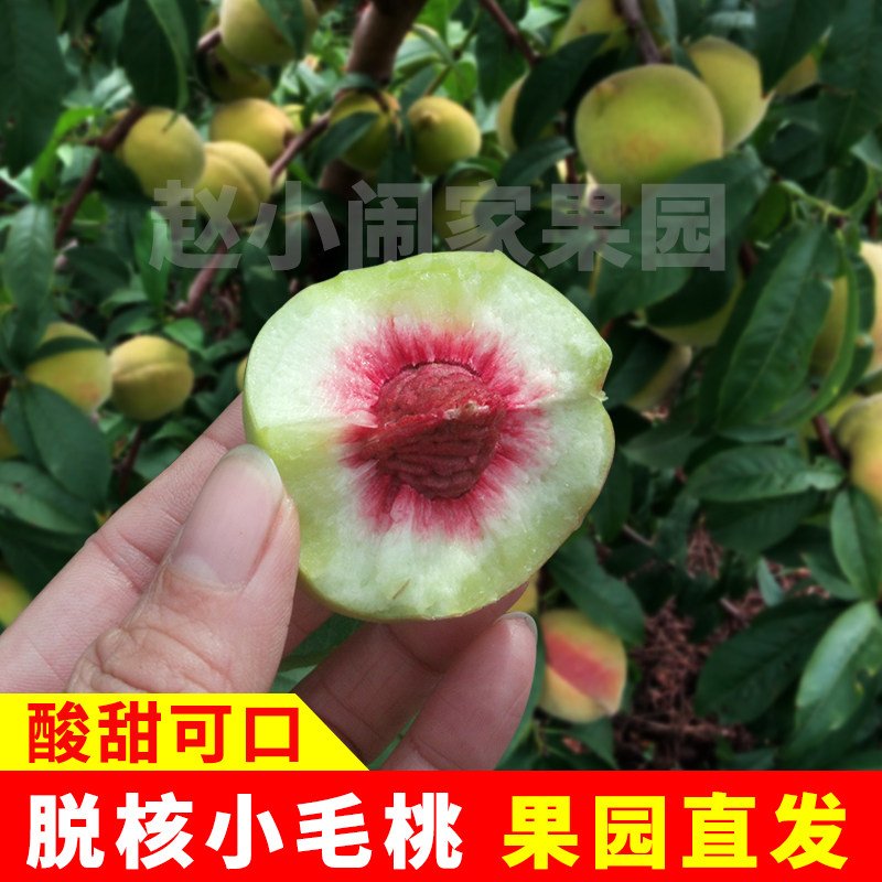 东北红心小毛桃离核脱核鹰嘴老品种酸甜非野生青桃子血桃新鲜水果