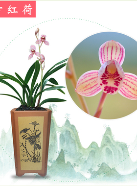 东方红荷红色先明艺正格荷瓣茶几建兰四季兰花卉室内植物盆栽包邮