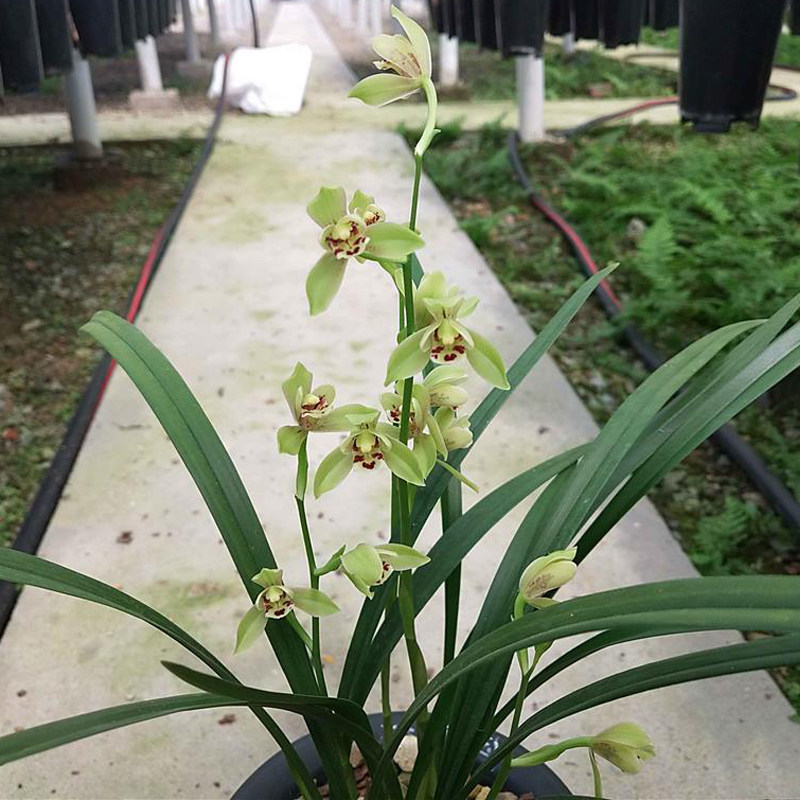 宜宾荷仙 建兰四季兰 绿植花卉盆栽精品兰花苗 好养浓香