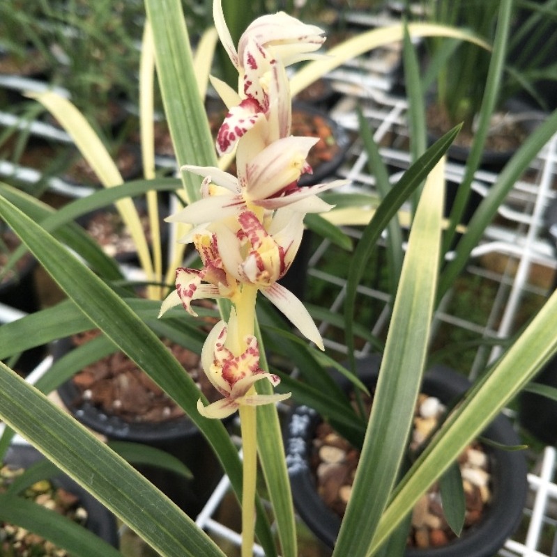 西海锦 先明幽灵艺建兰四季兰花卉兰花绿植盆栽客厅 鲜花速递/花卉仿真/绿植园艺 时令草本花卉 原图主图