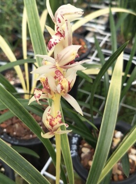 西海锦 先明幽灵艺建兰四季兰花卉兰花绿植盆栽客厅