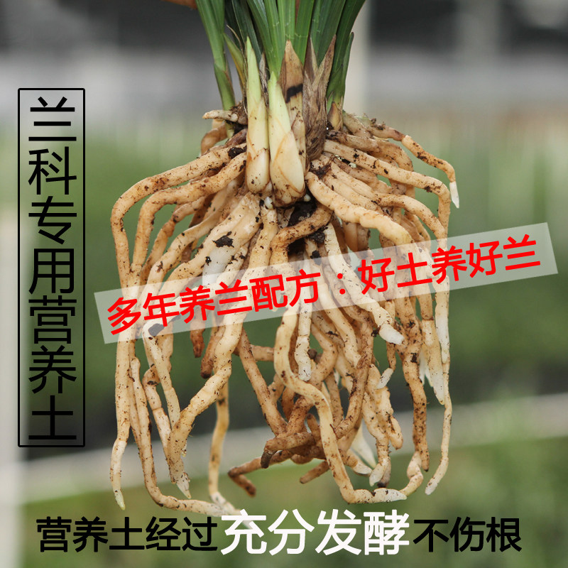 兰科植料 国兰蝴蝶兰君子兰铁皮石斛菖蒲多肉兰花植物营养土包邮