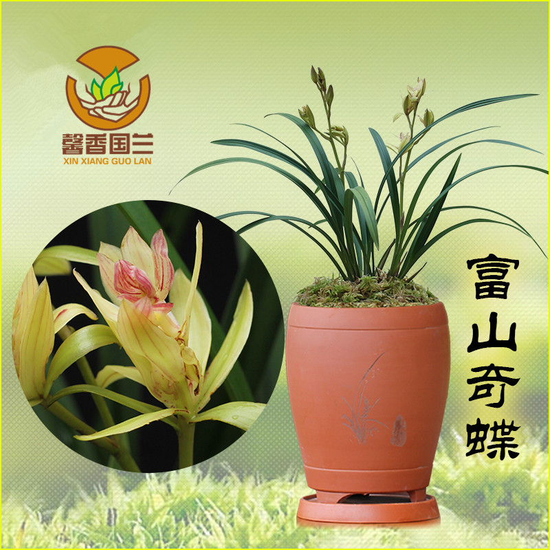富山奇蝶 奇花建兰四季兰花办公桌 室内植物花卉盆栽包邮