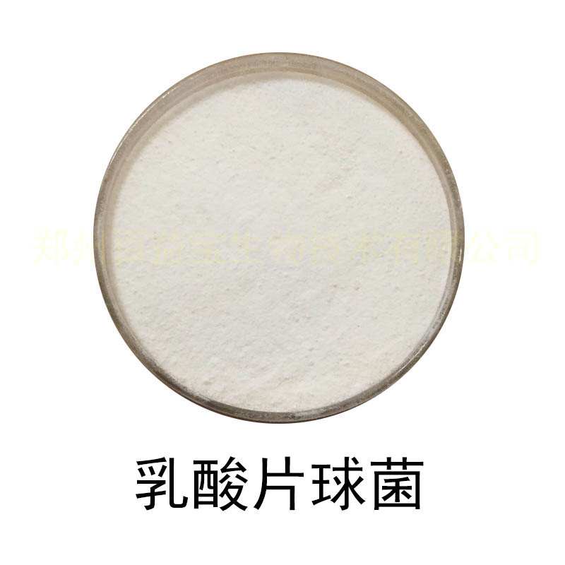 食品级乳酸菌乳酸片球菌益生菌粉