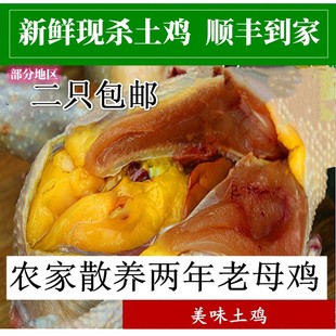 放养土鸡散养农家土鸡现杀新鲜老母鸡笨母鸡柴鸡草鸡虫子鸡母鸡汤