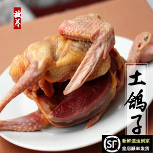 鸽子 放养土鸽子 乳鸽 鸽子肉柴鸽子另有老鸽子 新鲜鸽子肉活鸽子