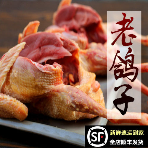 农家散养 老鸽子 土鸽子 放养老鸽子成年鸽另有乳鸽 活体现杀新鲜 - 封面